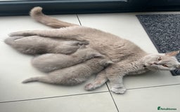 British Shorthair cats for sale: British Short Hair kittens x2 boys left  - Image 10