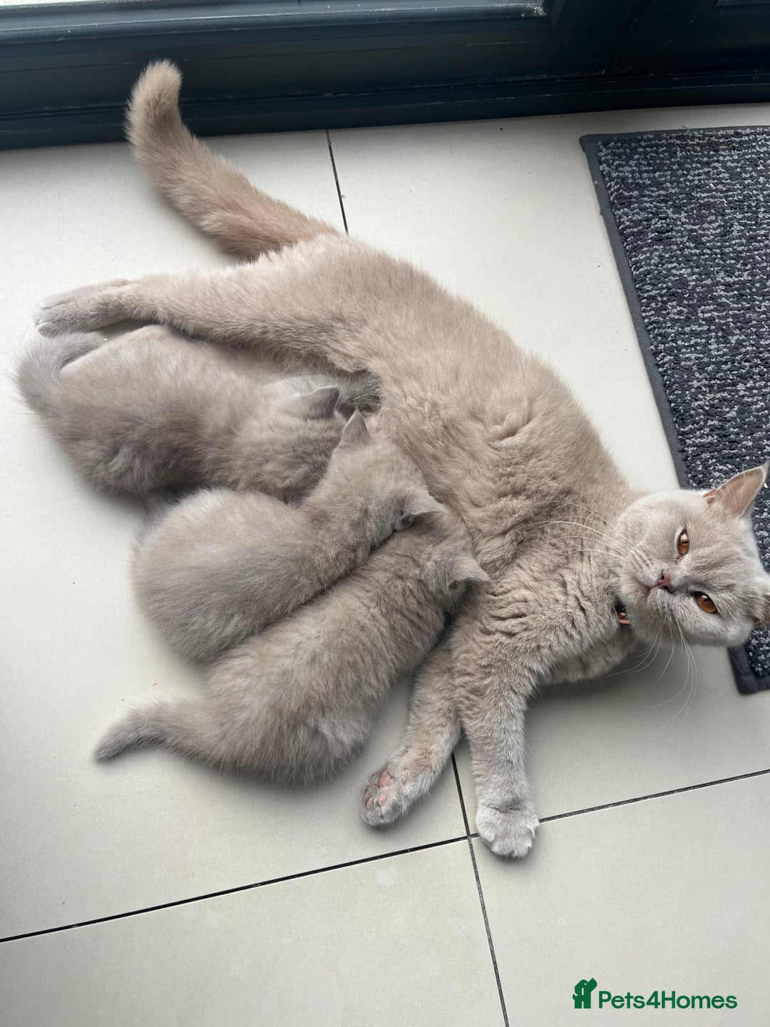 British Shorthair cats for sale: British Short Hair kittens x2 boys left  - Image 10