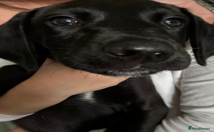 Mixed Breed dogs - Advert 1