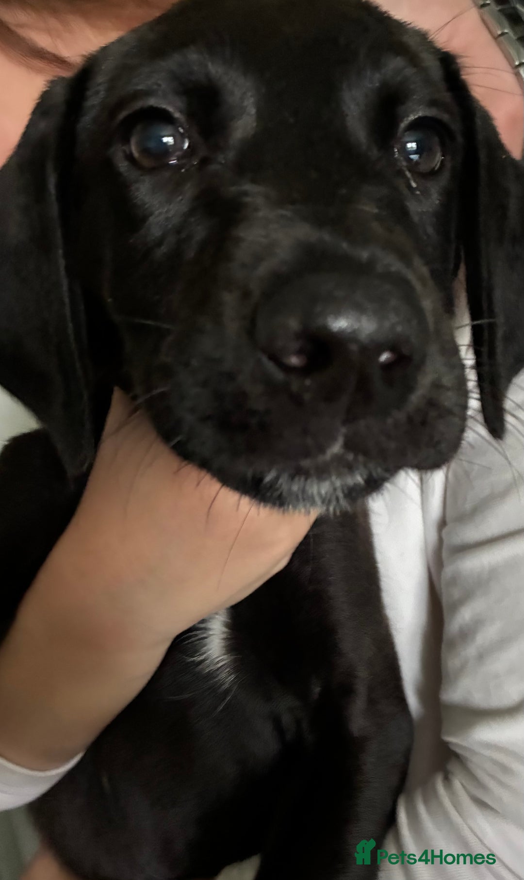 Mixed Breed dogs for sale: Puppy for sale - Image 1