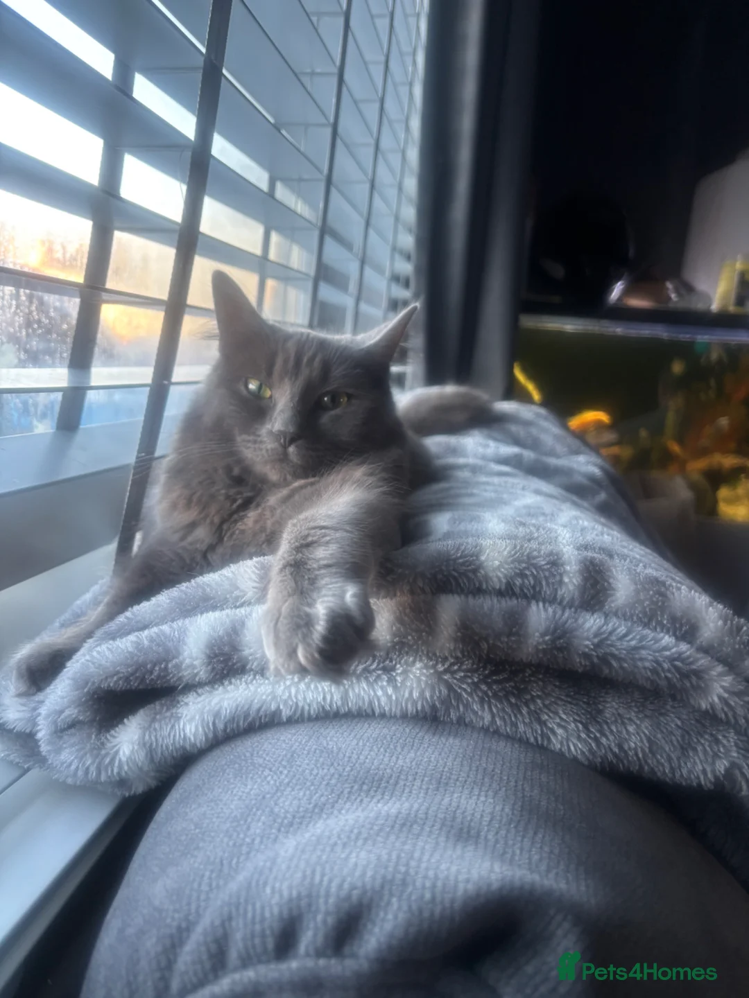 Ragcoon cats for sale: Ragdoll cross maincoon kittens  - Advert 23