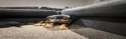 Rottweiler dogs for sale: 🐶🐾 Rottweiler puppies 🐾🐶 - Advert 19