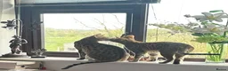 Savannah cats for sale: Savannah F4 girls - Advert 18