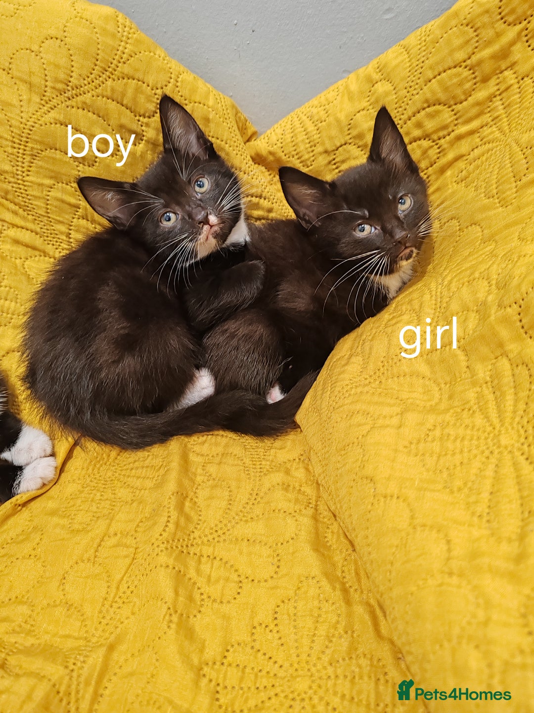 Mixed Breed cats for sale: Beautiful kittens VIDEOS - Image 24