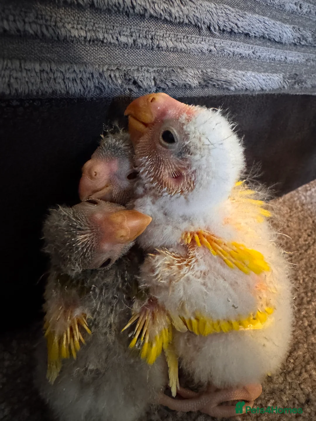 Parakeets birds for sale: Kakariki parakeets  - Advert 2