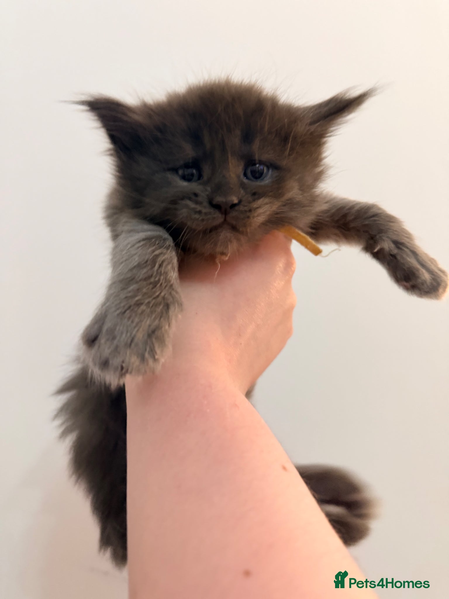 Maine Coon cats 3 gorgeous Maine Coon kittens - Advert 6