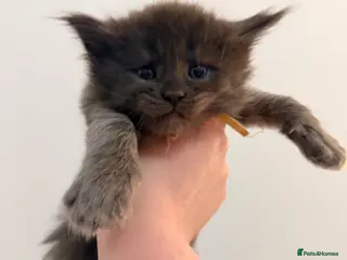 Maine Coon cats 3 gorgeous Maine Coon kittens - Advert 5