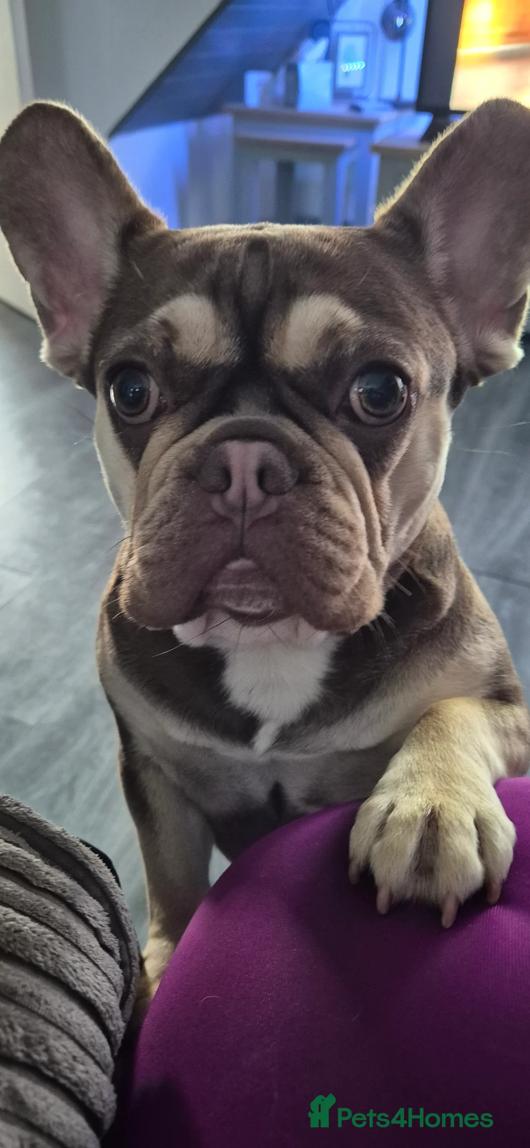 French Bulldog dogs for sale: Beautiful pups looking for their forever homes in Dalry - Advert 1