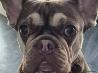 French Bulldog dogs Beautiful pups looking for their forever homes in Dalry - Advert 3