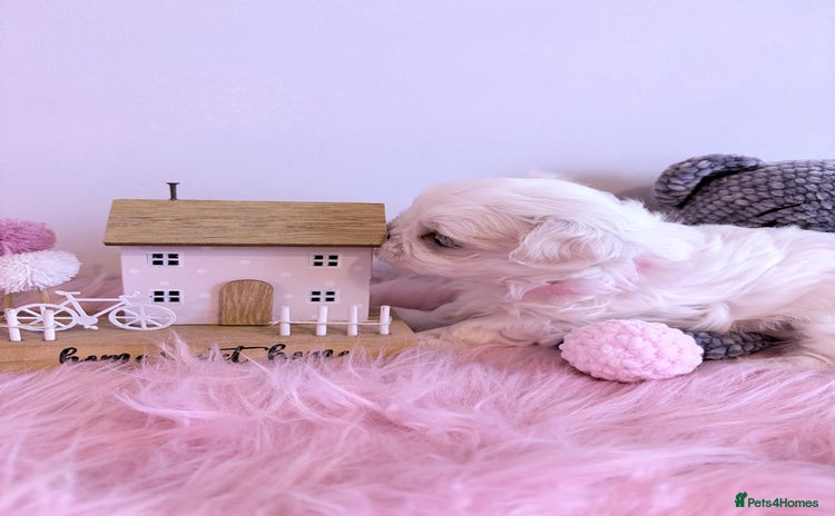 Maltese dogs 🌟🌟Full Korean Baby pups🌟🌟 - Advert 6