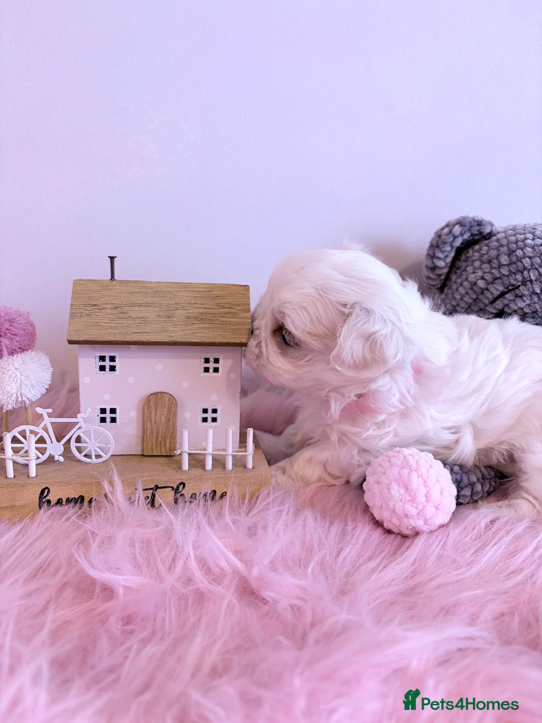 Maltese dogs for sale: ❤️🩵Full Korean Baby pups🩵❤️ - Advert 12