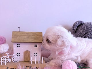 Maltese dogs 🌟🌟Full Korean Baby pups🌟🌟 - Advert 6