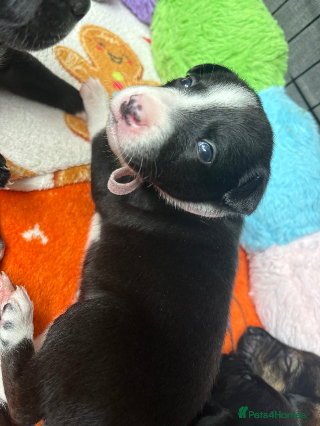 Mixed Breed dogs for sale: Beautiful whippet cross labrador(collie) puppies  - Image 40