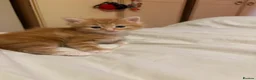 Mixed Breed cats for sale: 3 gorgeous fluffy kittens - Advert 8