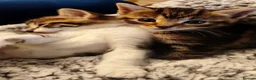 Mixed Breed cats for sale: Very friendly and used to family chaos!!  in Shipston-on-Stour - Advert 4
