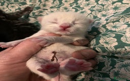 Siamese cats for sale: 🐾✨ White Siamese Maggir Became a Mum! ✨🐾 - Image 16