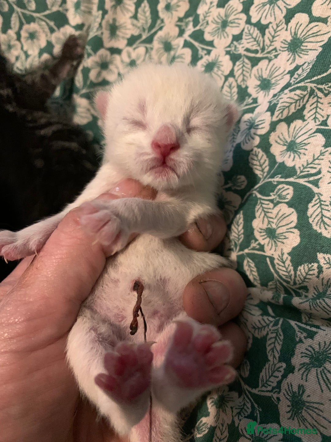 Siamese cats for sale: 🐾✨ White Siamese Maggir Became a Mum! ✨🐾 - Image 16