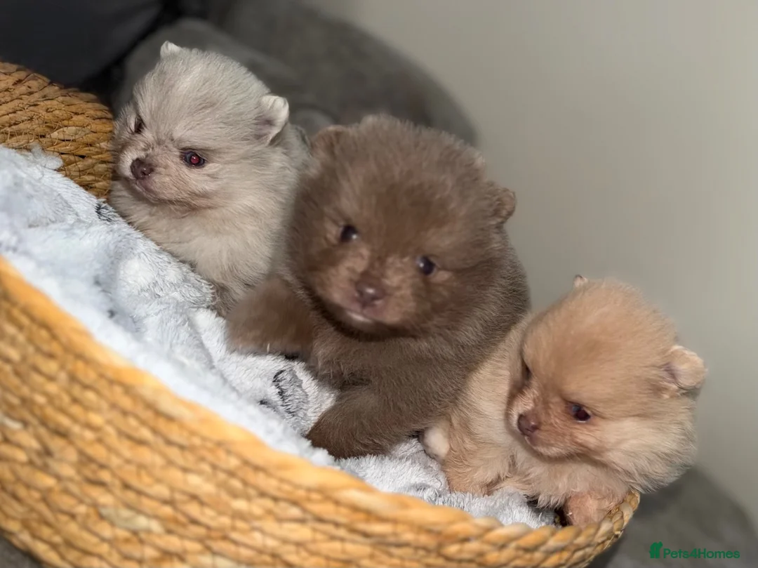 Pomeranian dogs for sale: Pomeranian merl puppies - Advert 2
