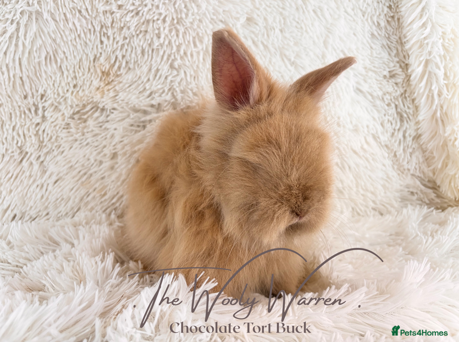 Angora rabbits for sale: Fully Vaccinated Pedigree Angoras - Advert 13