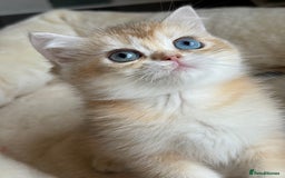 British Shorthair cats for sale: GCCF reg British Shorthair Chocolate Gold Kittens  in London - Image 30