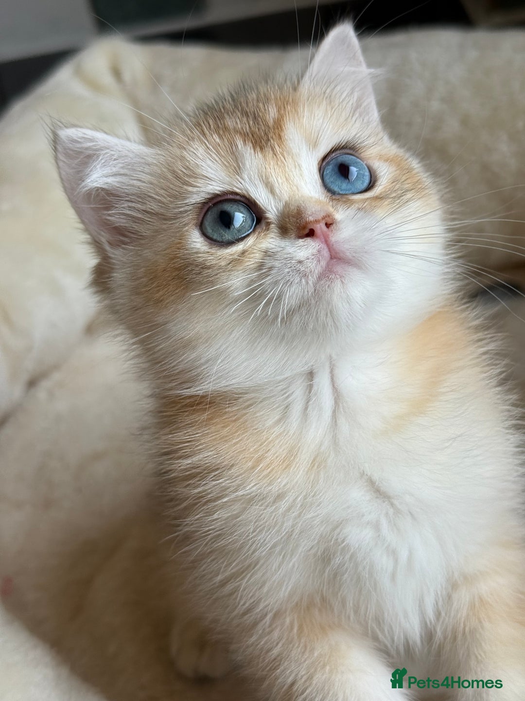 British Shorthair cats for sale: GCCF reg British Shorthair Chocolate Gold Kittens  in London - Image 30