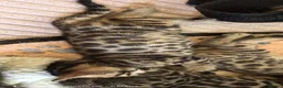 Bengal cats for sale: Little Bengal babies  - Advert 6