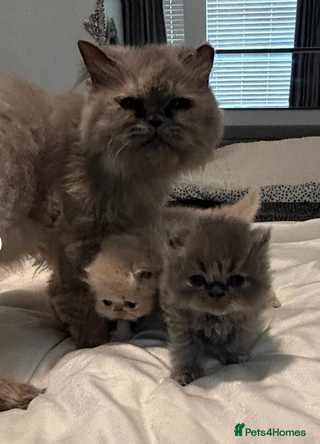 Persian cats for sale: Persian kittens ready now - Advert 4
