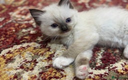 Ragdoll cats for sale: Pure fluffy Ragdoll kittens looking for5 star home - Image 10