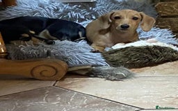 Miniature Dachshund dogs for sale: Stunning shaded cream girl  - Image 5