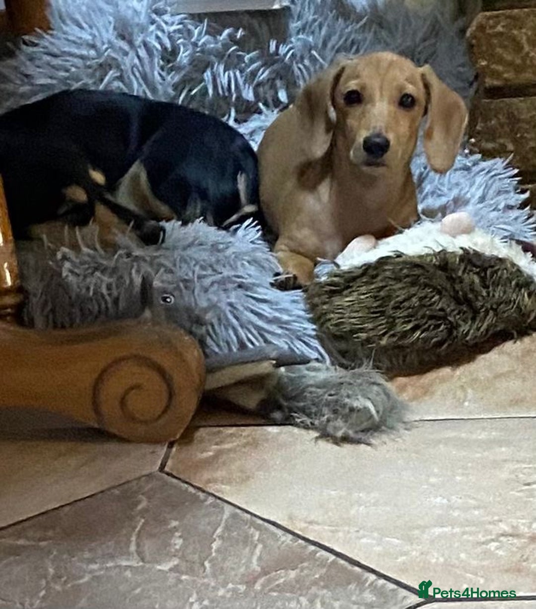 Miniature Dachshund dogs for sale: Stunning shaded cream girl  - Image 5