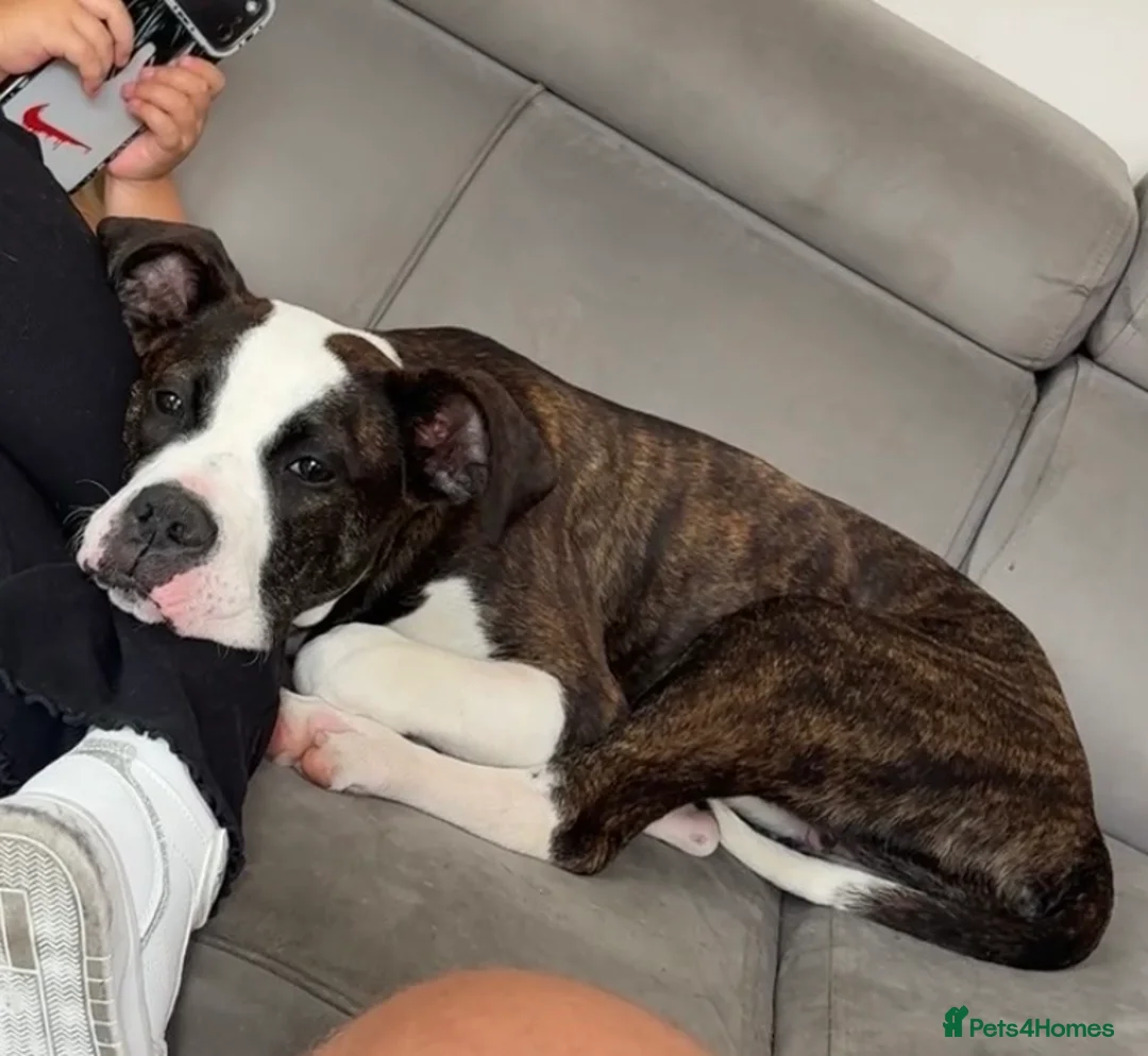 Mixed Breed dogs for sale: Luna  - Advert 1