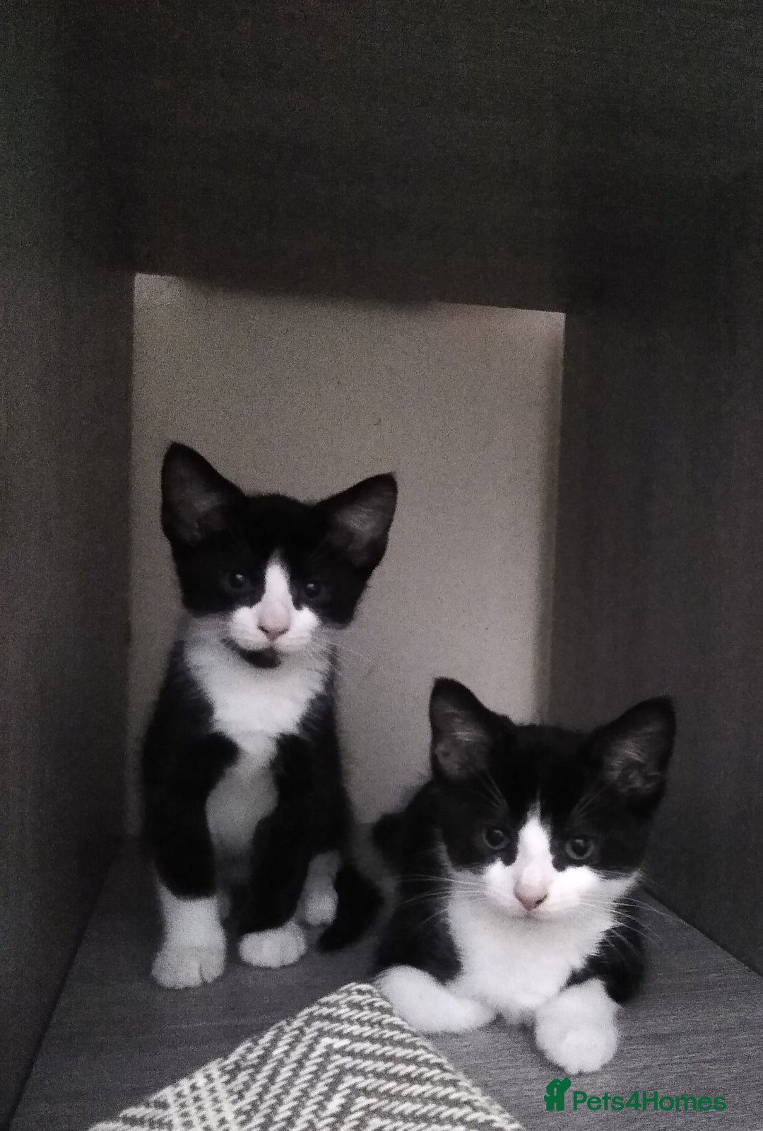 Mixed Breed cats for sale: kittens - Image 2