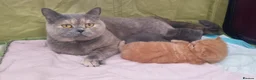 British Shorthair cats for sale: Gorgeous BSH (rare) red girl 🧡 and blue boy 💙 - Advert 11