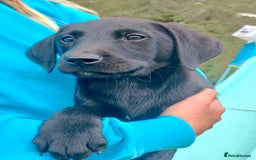 Labrador Retriever dogs for sale: Labrador pups 2 boys 1 girl - Image 2