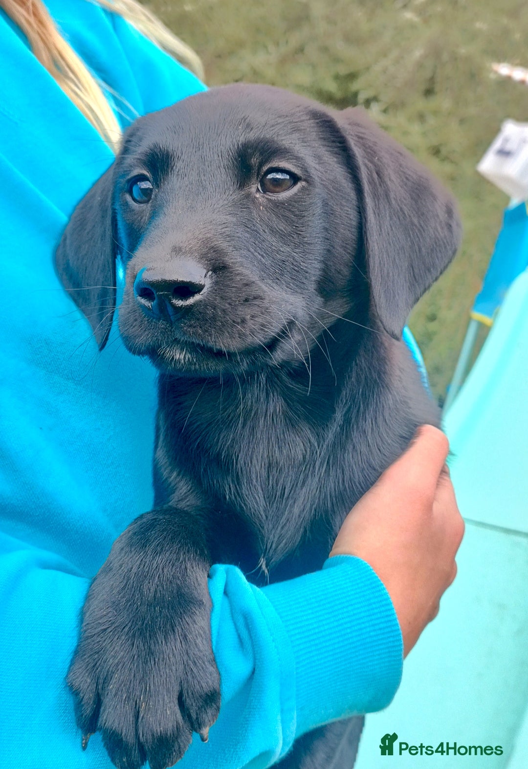 Labrador Retriever dogs for sale: Labrador pups 2 boys 1 girl - Image 2