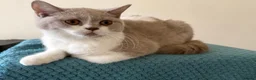 British Shorthair cats for sale: Gorgeous GCCF British Shorthair Kittens ❤️ Ready  - Advert 11