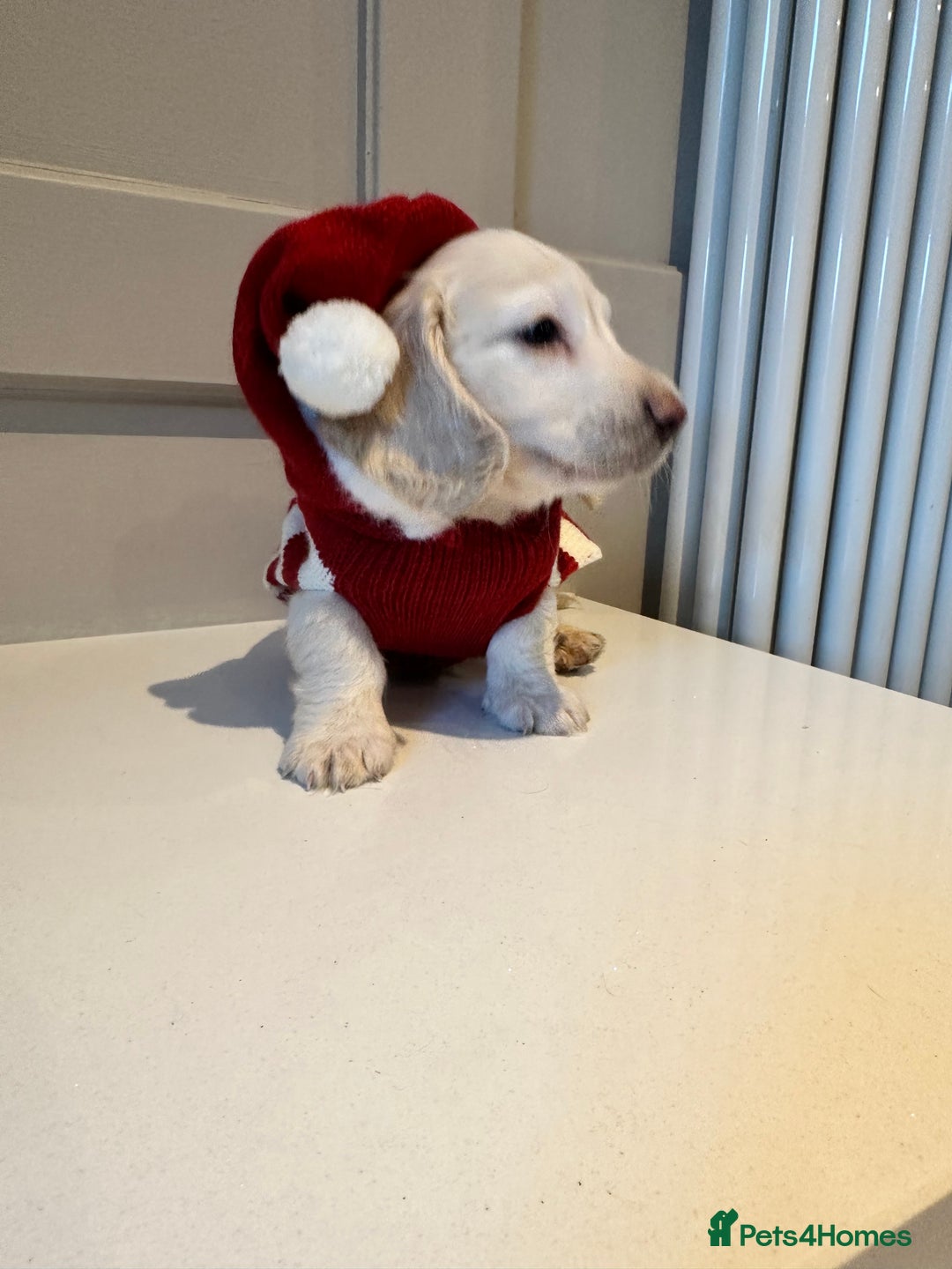 Miniature Dachshund dogs for sale: Clear Cream Miniature Dachsunds - Advert 25