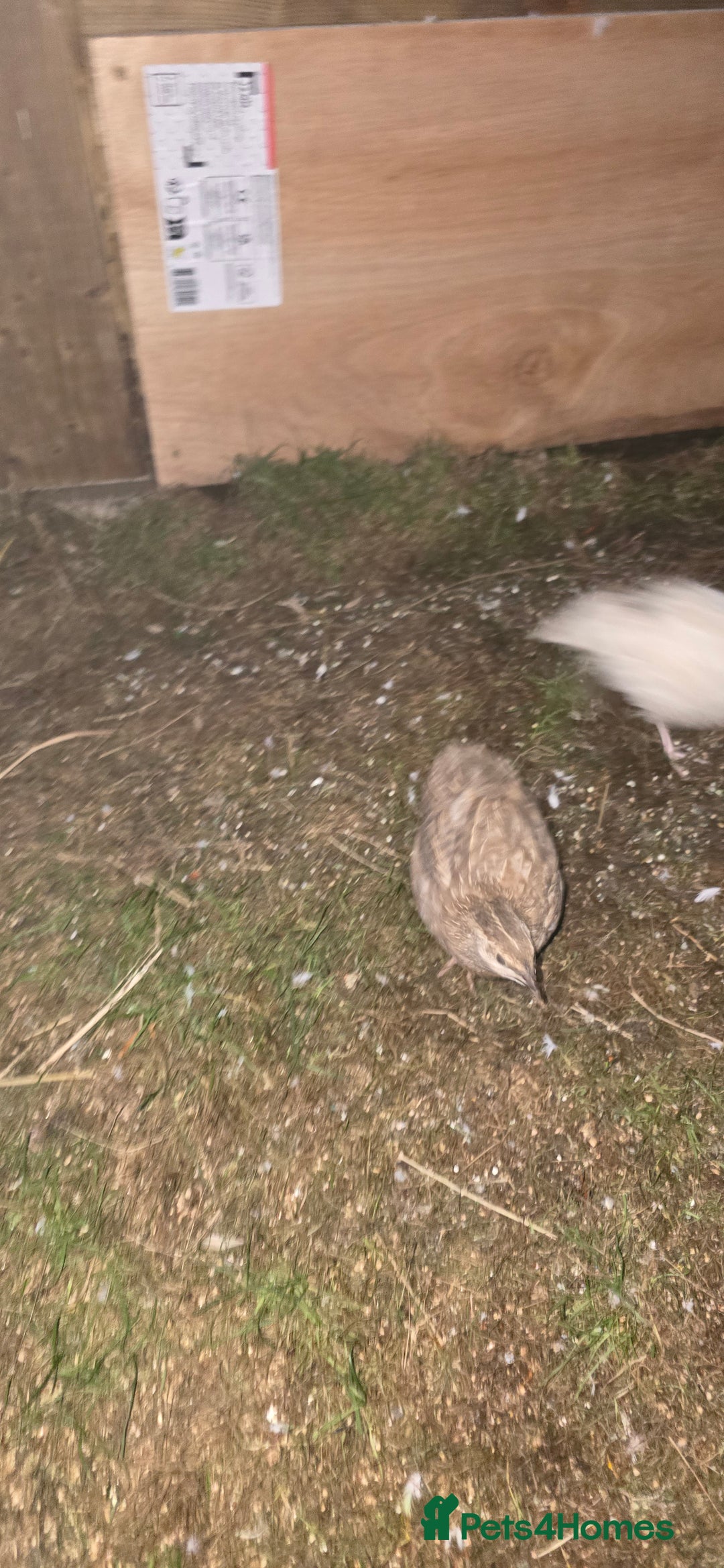 Quail poultry for sale: Female quails  - Image 3