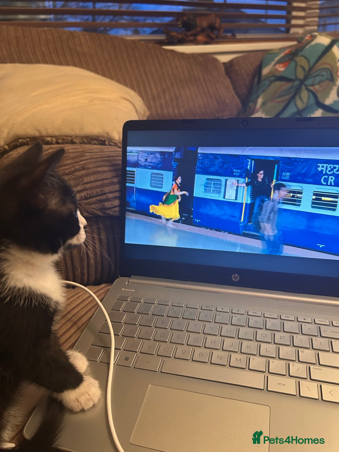 Mixed Breed cats for sale: Black and White Kitten - Advert 2