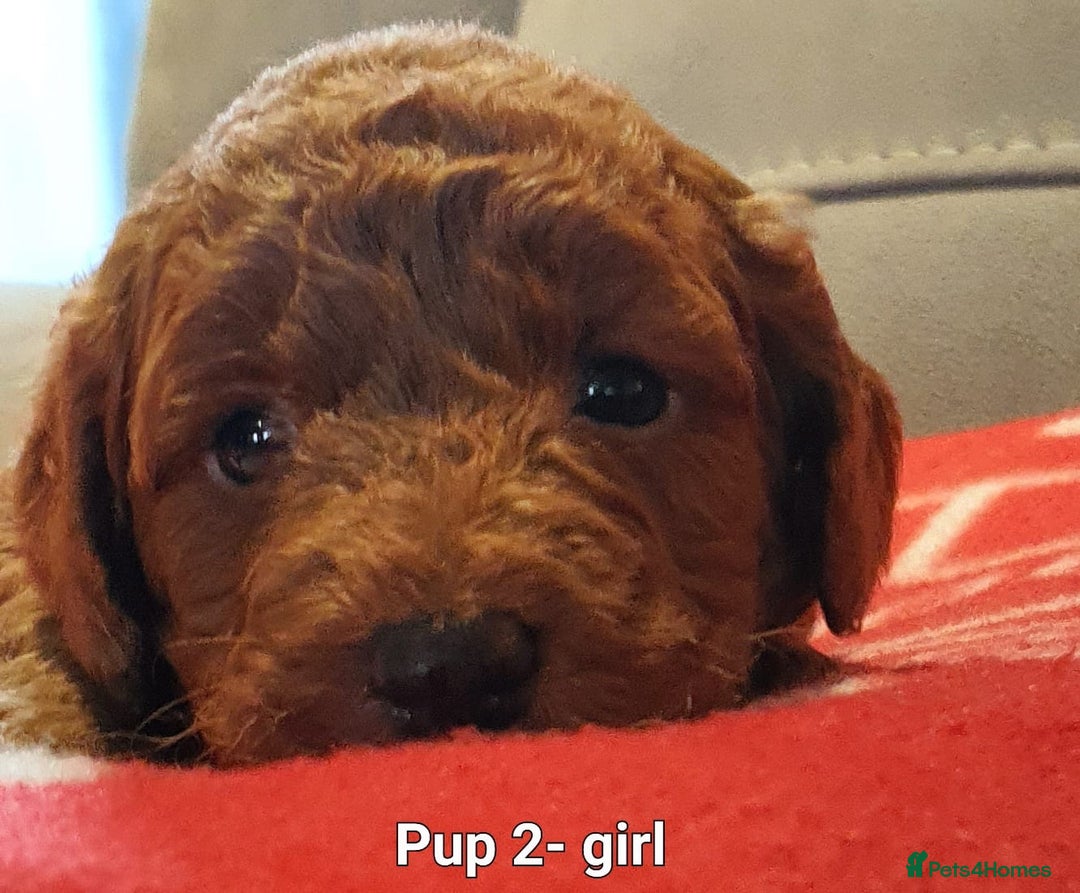 Labradoodle dogs for sale: F1B Miniature Labradoodles - Advert 6
