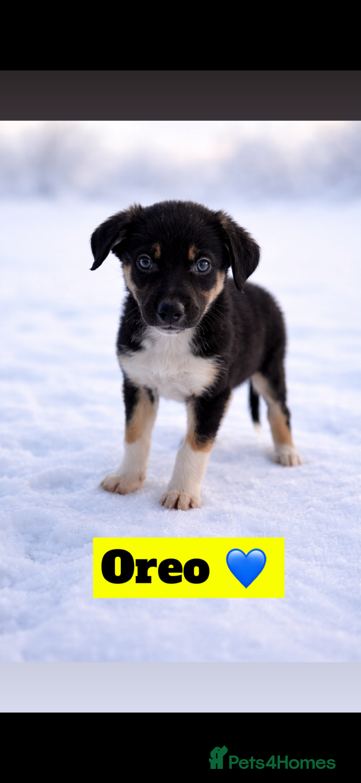 Border Collie dogs Ready to leave, health checked border collies  - Advert 15