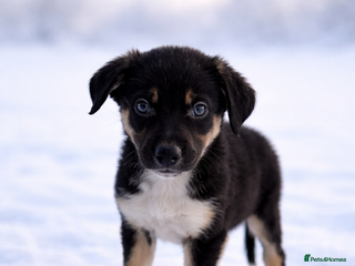 Border Collie dogs Ready to leave, health checked border collies - Advert 1