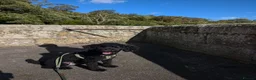 Cockapoo dogs for sale: Ted – Looking for His Forever Home - Advert 8