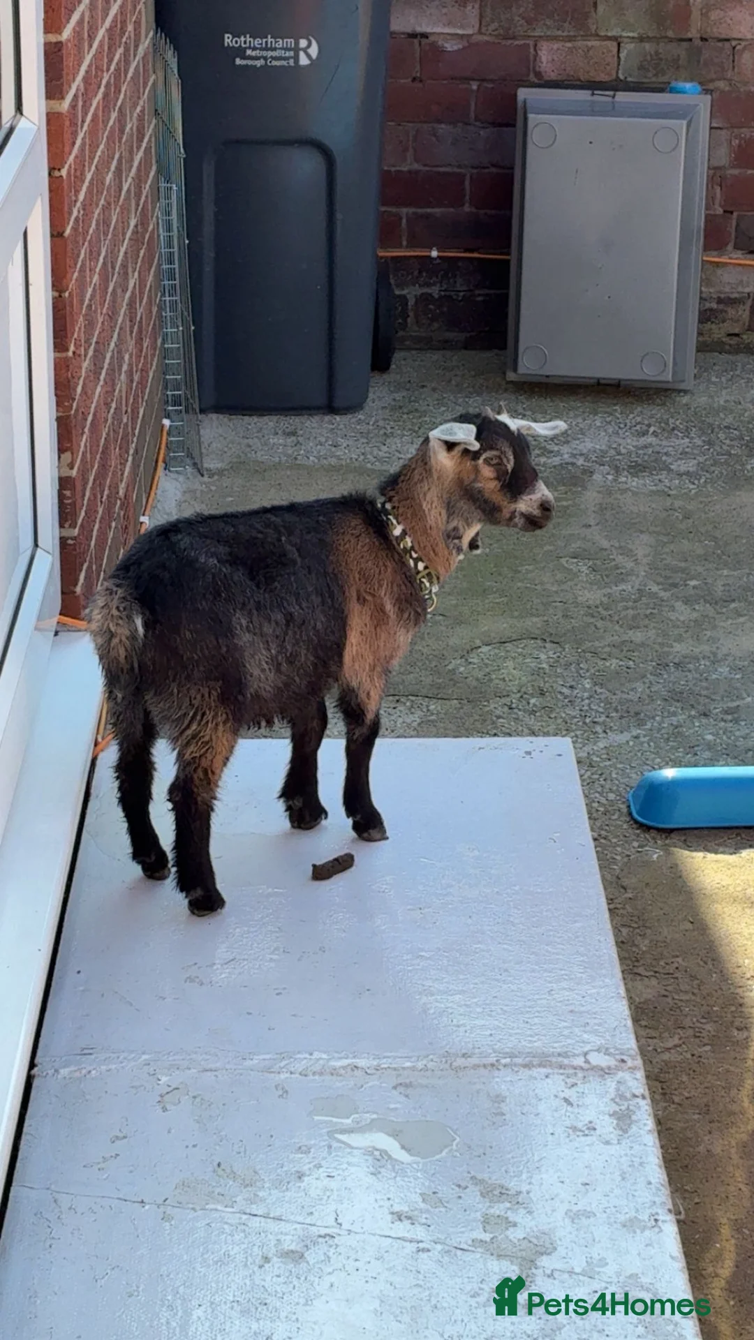 Goats livestock for sale: Pygmy goats  in Rotherham - Advert 2