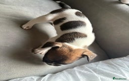 Mixed Breed dogs for sale: french bulldog x jack russell  - Image 12