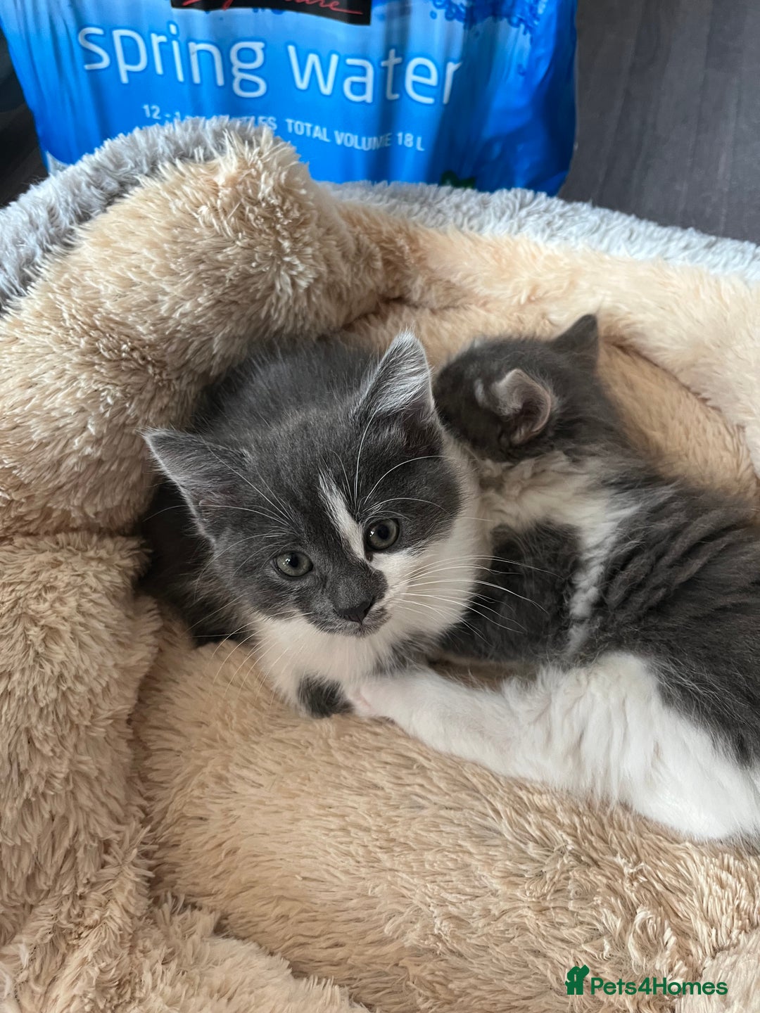 Mixed Breed cats for sale: Cute kittens looking for loving home  - Image 12