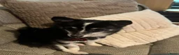 Pomsky dogs for sale: 1 year old male pomsky neutered  in Clacton-on-Sea - Advert 2