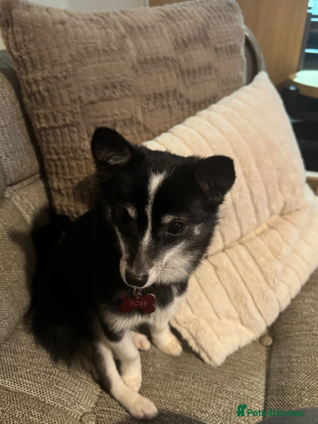 Pomsky dogs for sale: 1 year old male pomsky neutered  in Clacton-on-Sea - Advert 2