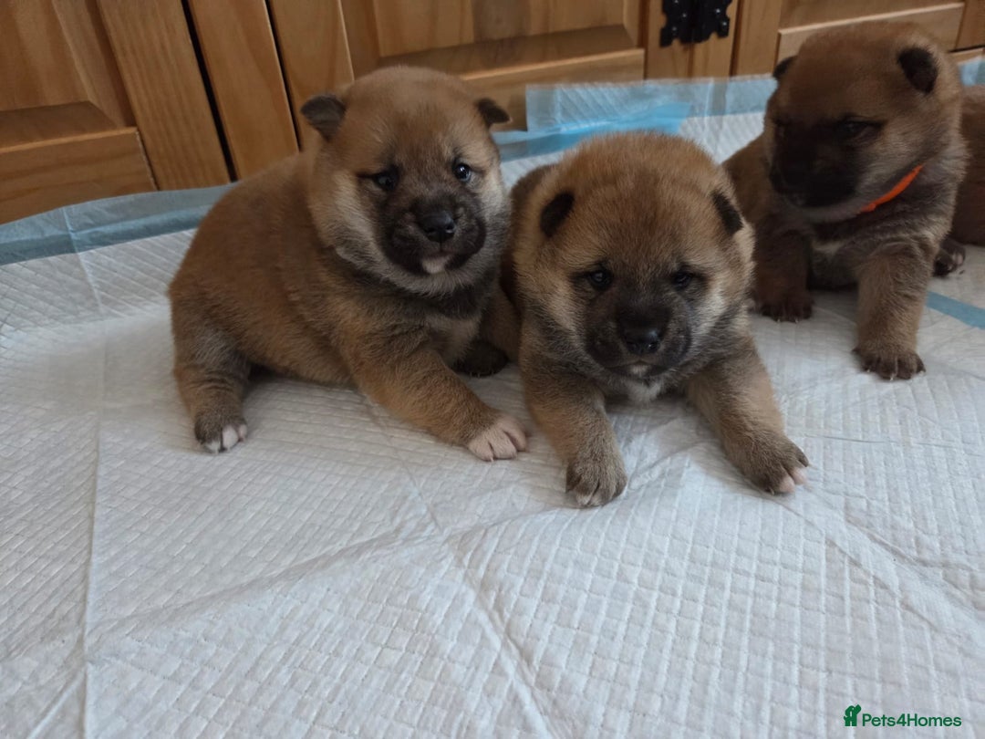 Japanese Shiba Inu dogs for sale: Puppy Shiba inu female - Image 4