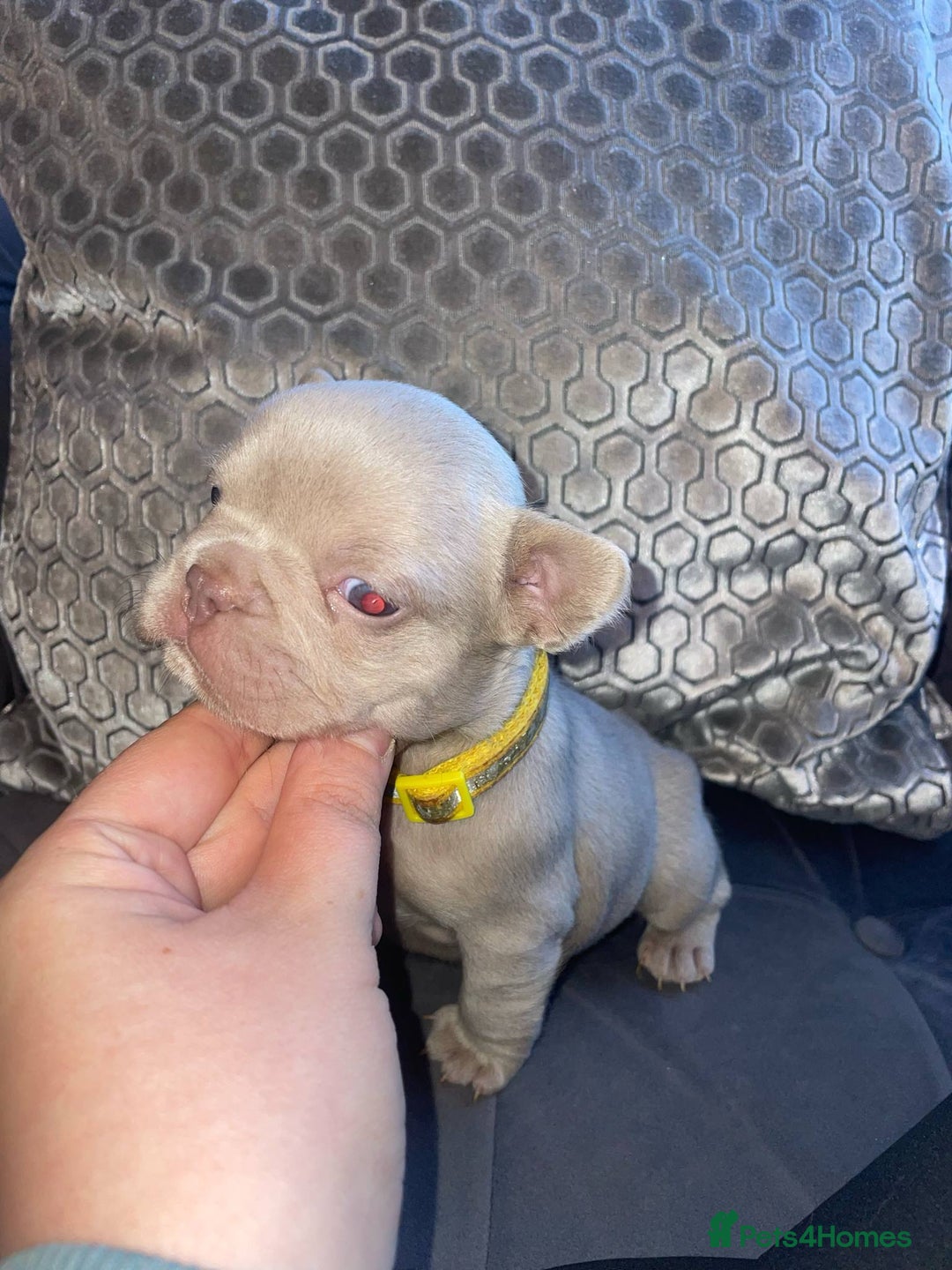 French Bulldog dogs for sale: LAST Girl KC  French Buldog in Crewe - Image 38